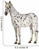 Appaloosa Horse Three-Quarter View Wall Decal