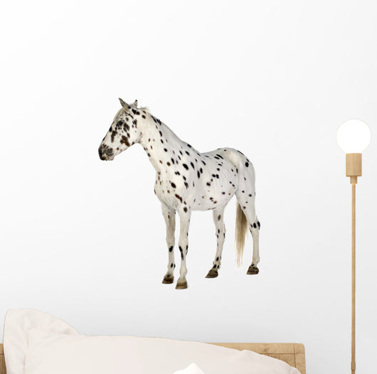 Standing Appaloosa Horse Wall Decal