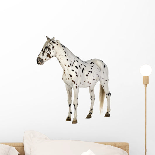 Standing Appaloosa Horse Wall Decal