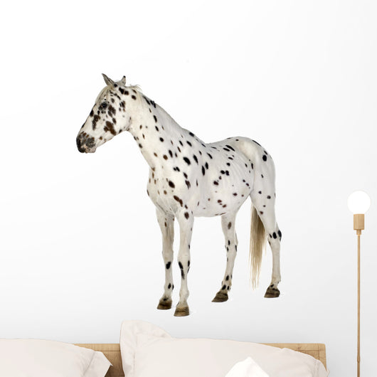 Standing Appaloosa Horse Wall Decal