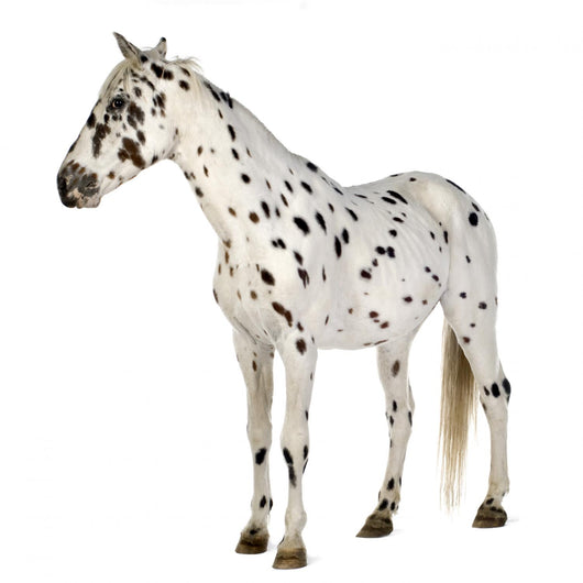 Standing Appaloosa Horse Wall Decal