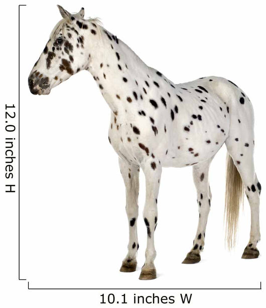 Standing Appaloosa Horse Wall Decal