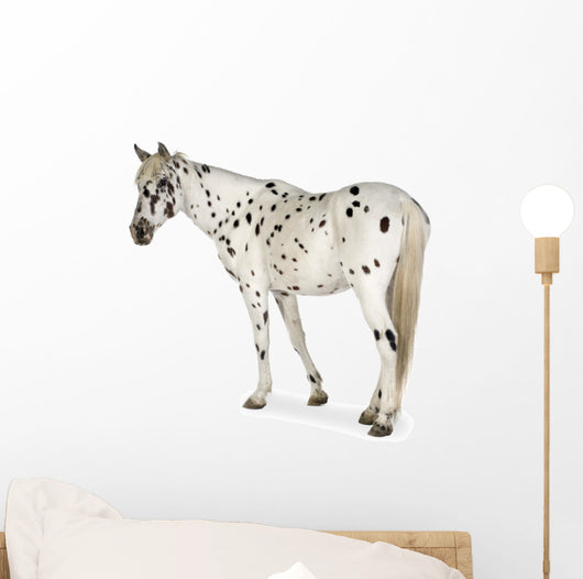 Appaloosa Horse Walking Away Wall Decal