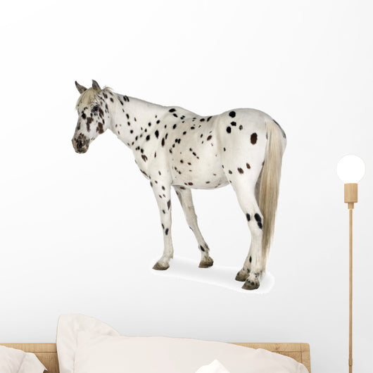 Appaloosa Horse Walking Away Wall Decal