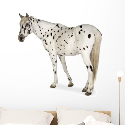 Appaloosa Horse Walking Away Wall Decal