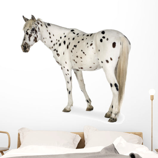 Appaloosa Horse Walking Away Wall Decal