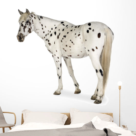Appaloosa Horse Walking Away Wall Decal