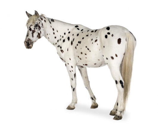 Appaloosa Horse Walking Away Wall Decal