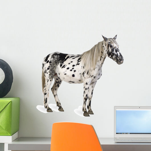 Appaloosa Horse Wall Decal