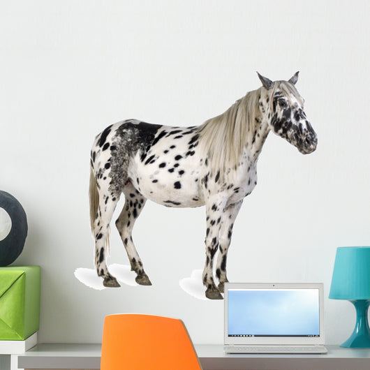 Appaloosa Horse Wall Decal