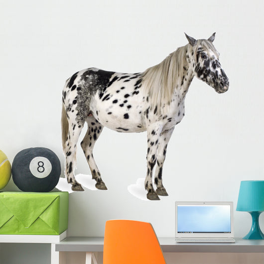 Appaloosa Horse Wall Decal