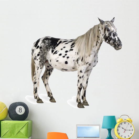 Appaloosa Horse Wall Decal