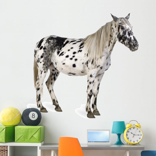 Appaloosa Horse Wall Decal