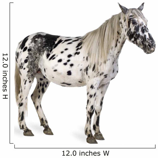 Appaloosa Horse Wall Decal