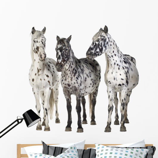 Three Appaloosa Horses - Separated Wall Decal