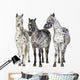 Three Appaloosa Horses - Separated Wall Decal