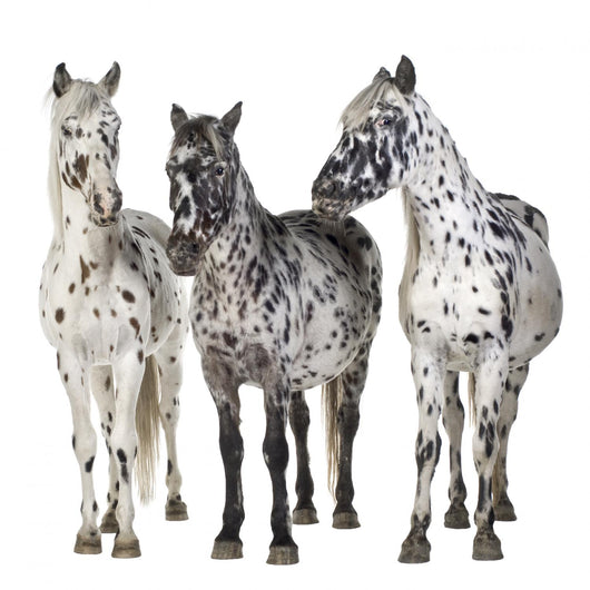 Three Appaloosa Horses - Separated Wall Decal
