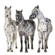 Three Appaloosa Horses - Separated Wall Decal