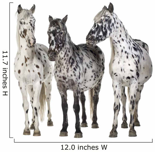 Three Appaloosa Horses - Separated Wall Decal