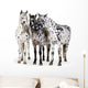 Three Appaloosa Horses - Close Wall Decal