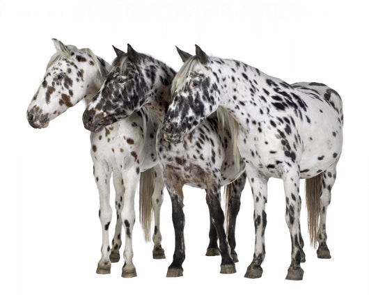 Appaloosa Horse Line-up Wall Decal