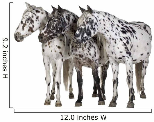 Appaloosa Horse Line-up Wall Decal