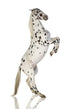 Spotted Appaloosa Horse Wall Decal