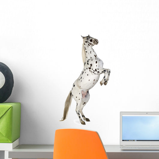 Rearing Appaloosa Horse Wall Decal