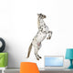 Rearing Appaloosa Horse Wall Decal