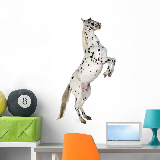 Rearing Appaloosa Horse Wall Decal
