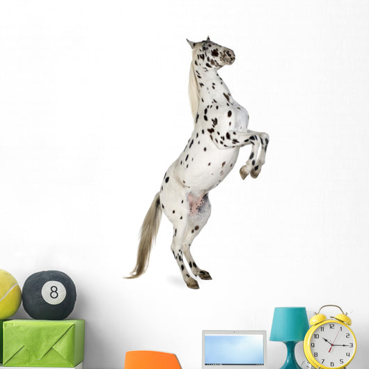 Rearing Appaloosa Horse Wall Decal