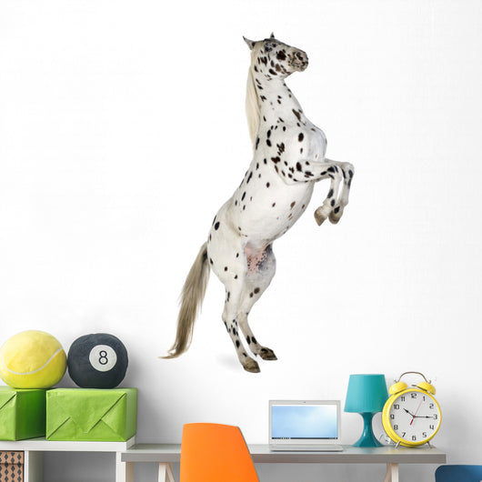 Rearing Appaloosa Horse Wall Decal