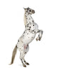 Rearing Appaloosa Horse Wall Decal
