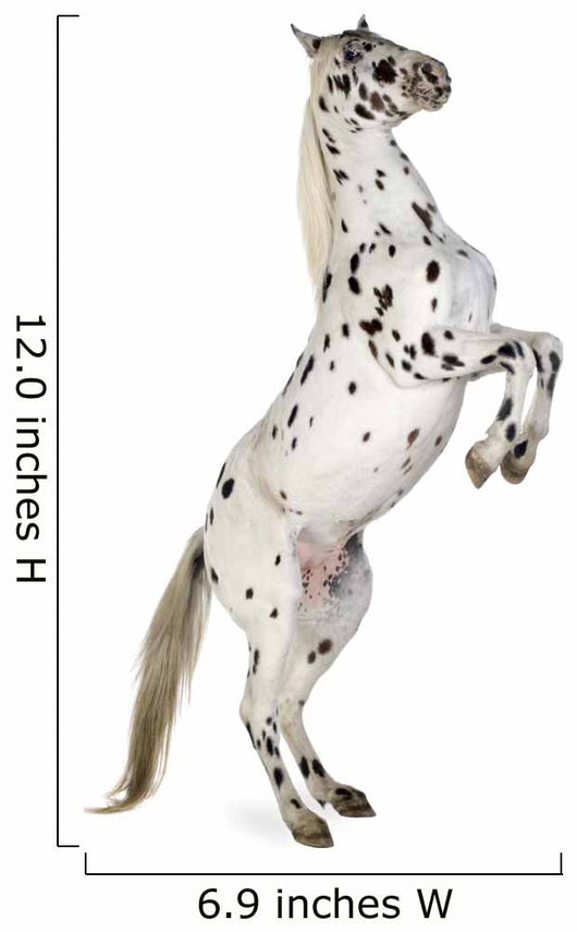 Rearing Appaloosa Horse Wall Decal