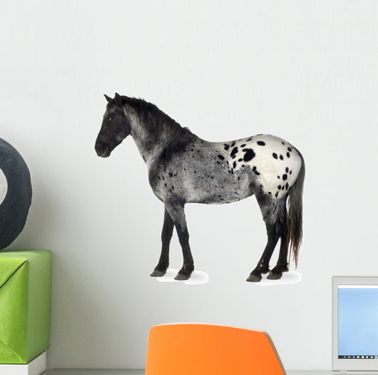 Grey Appaloosa Horse Wall Decal