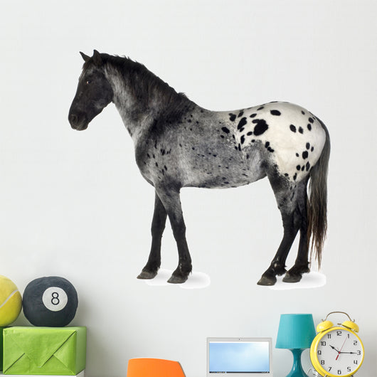 Grey Appaloosa Horse Wall Decal