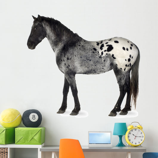 Grey Appaloosa Horse Wall Decal
