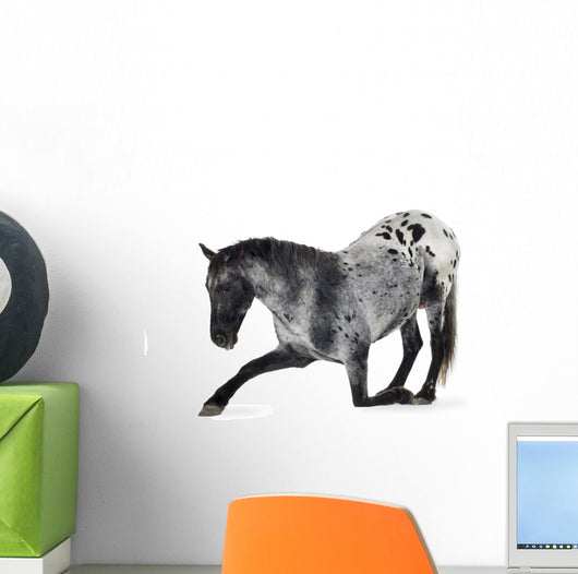Kneeling Appaloosa Horse Wall Decal
