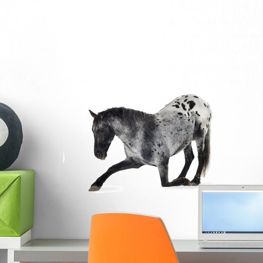 Kneeling Appaloosa Horse Wall Decal