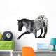 Kneeling Appaloosa Horse Wall Decal