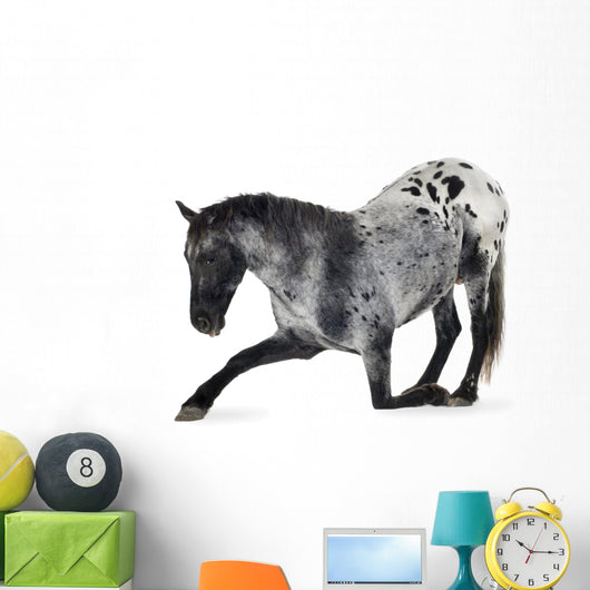Kneeling Appaloosa Horse Wall Decal