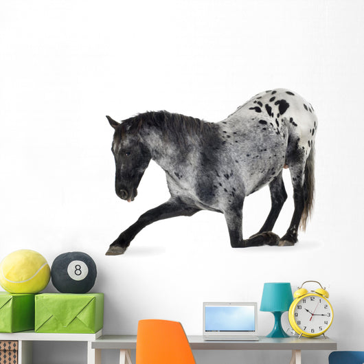 Kneeling Appaloosa Horse Wall Decal