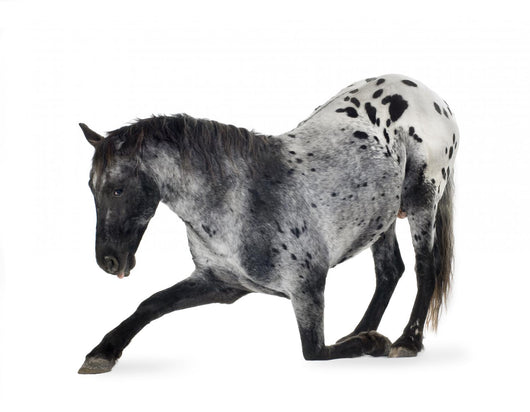 Kneeling Appaloosa Horse Wall Decal