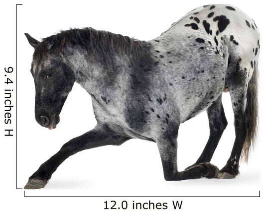 Kneeling Appaloosa Horse Wall Decal