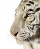 White Tiger Wall Decal