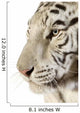 White Tiger Wall Decal
