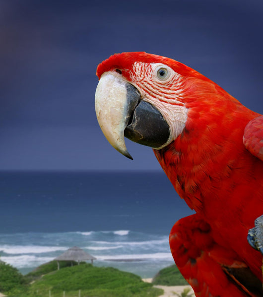 Green Wing Macaw Wall Decal