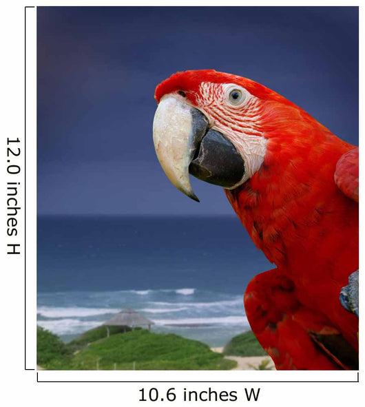 Green Wing Macaw Wall Decal