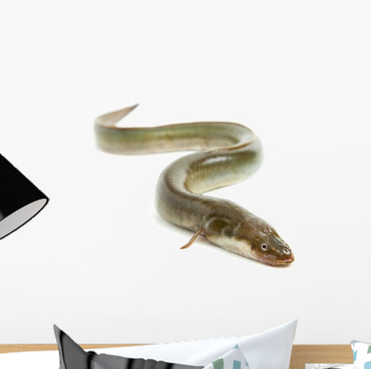 Eel Wall Decal