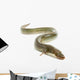 Eel Wall Decal